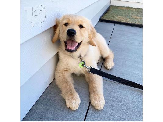 Lovely Golden retriever κουτάβια Διατίθεται προς πώληση.