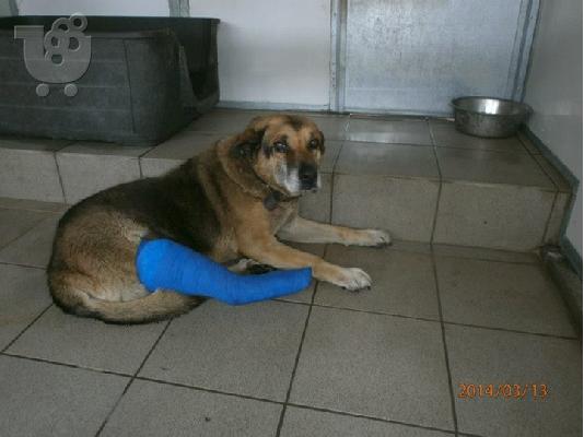 Ηλικιωμενος σκυλακος για φιλοξενια