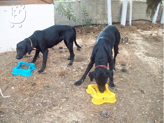 ROMEO and JULIET Λαμπραντορ ημιαιμα