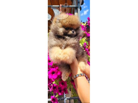 Pomeranian Spitz Boo κουτάβι