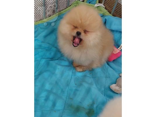 Pomeranian Spitz κουτάβια