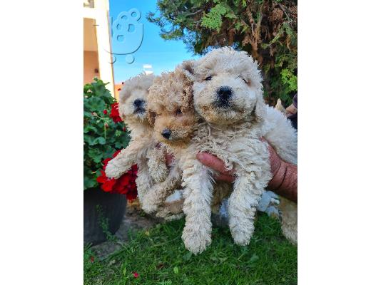 Labradoodle κουτάβια