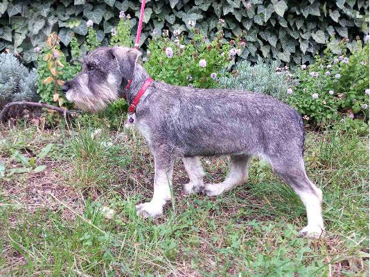 PoulaTo: Standard Schnauzer προς πώληση