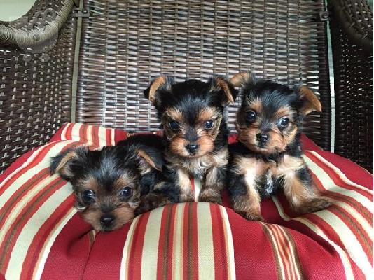 PoulaTo: Γιορκσαϊρ μινι - Yorkshire mini Κουτάβι