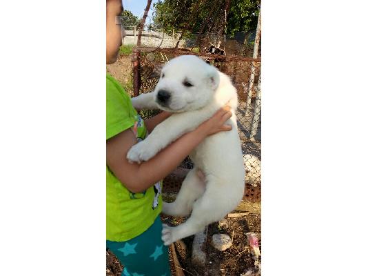 PoulaTo: Kεντρκης Ασιας Καθαροαιμα κουταβια 6979314054 ΑΘΗΝΑ