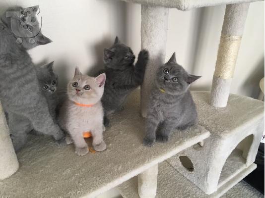 PoulaTo: british shorthair kittens