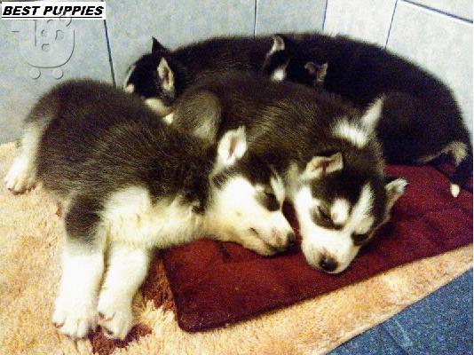 HUSKY καθαροαιμα 6979314054 ΑΘΗΝΑ