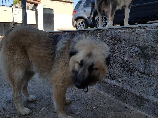 PoulaTo: καθαρόαιμα καυκάσια