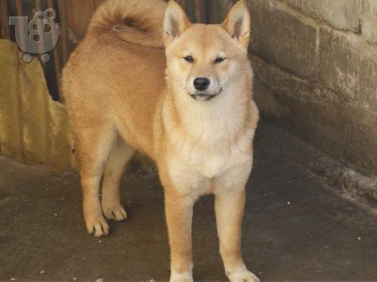 Shiba Inu κουτάβια προς πώληση