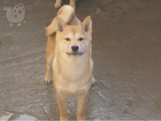 Shiba Inu κουτάβια προς πώληση