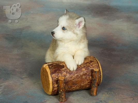 HUSKY SIBERIAN-ΧΑΣΚΥ