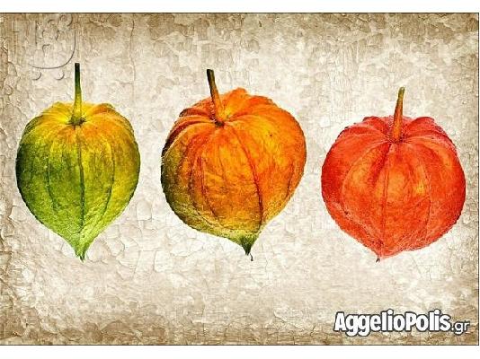 Lantern Seed - Κοκκινο Groundcherry - 50 Σποροι
