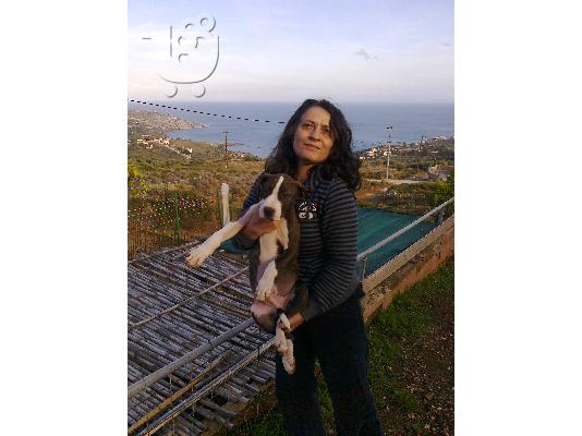 American Staffordshire Terrier