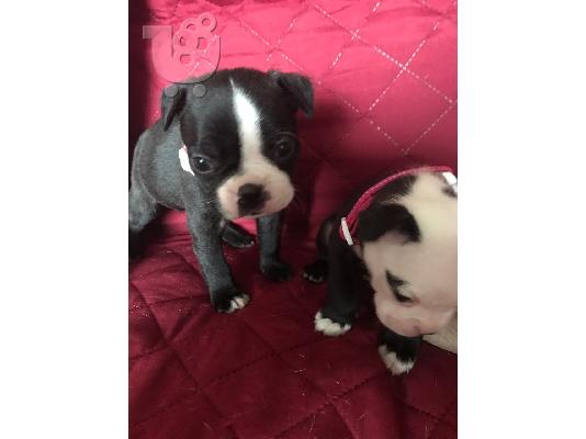 Lovely Boston Terrier κουτάβια
