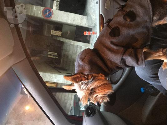 Ζητειται θυλυκο yorkshire terrier για ζευγαρωμα