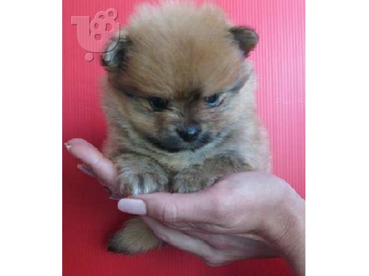 Πουλήστε Pomeranian