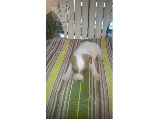 PoulaTo: κουτάβι Jack russell