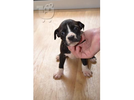 amstaff pitbull terrier