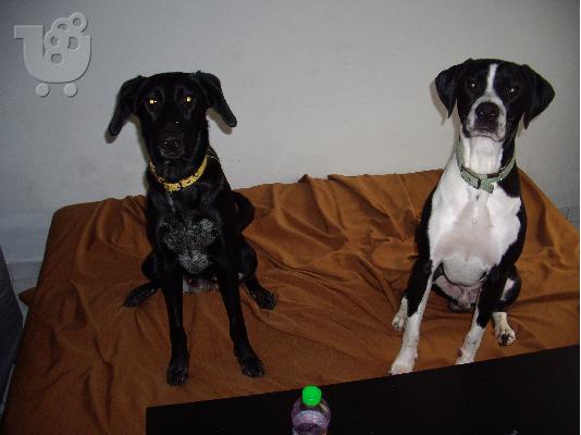 XAΡΙΖONΤΑΙ 6 KOYTABAKIA KURZHAAR