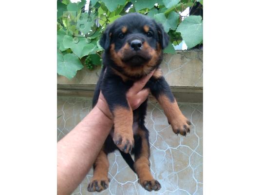 PoulaTo: ROTTWEILER