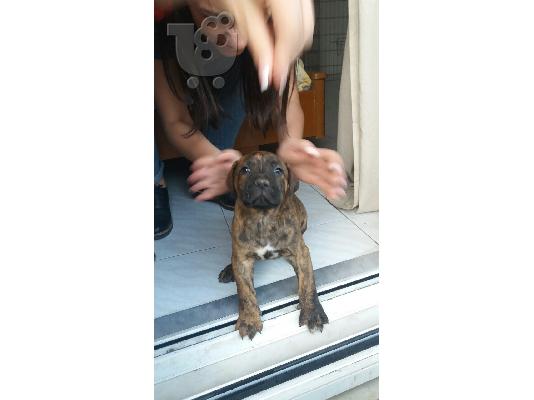 presa canario