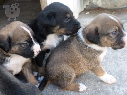 ΧΑΡΙΖΟΝΤΑΙ ΗΜΙΑΙΜΑ ΣΚΥΛΑΚΙΑ