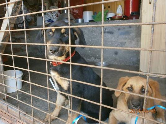 Μεγαλοσωμες κουταβινες