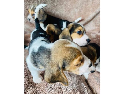 Εδώ παρουσιάζουμε τα υπέροχα κουτάβια Beagle που είναι...