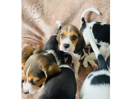 Ovdje predstavljamo naše divne štenad Beagle spremne za dolazak,