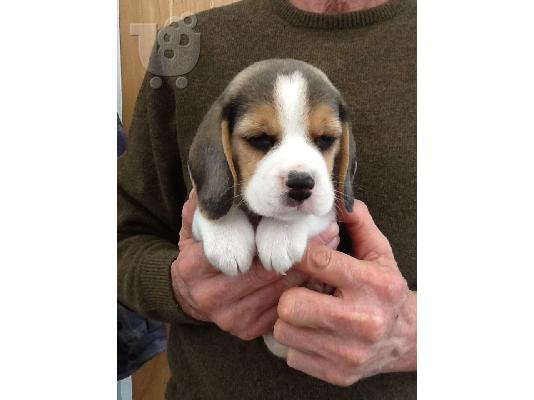 PoulaTo: BEAGLE Κουτάβια διαθέσιμα