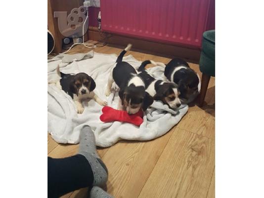 Gorgeous Kc εγγεγραμμένα Beagle Pups