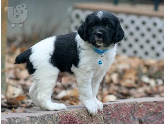 PoulaTo: Brittany Spaniel