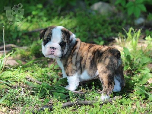 PoulaTo: Αγγλικό μπουλντόγκ {200euros}