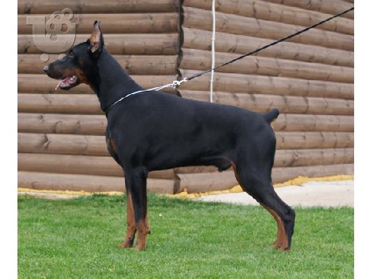PoulaTo: doberman ,καθοαιμα απο πρωταθλητες γονεις ελλαδος και ιταλιας