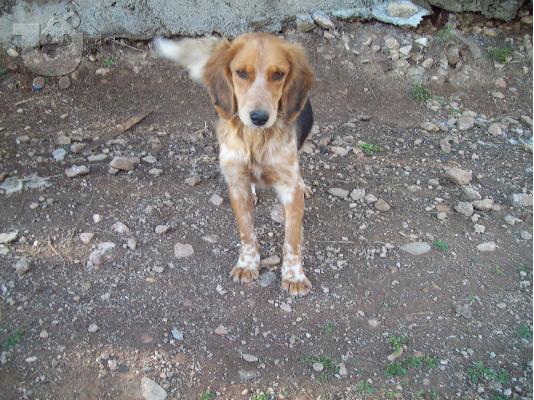 PoulaTo: Ο μικροσωμος Charlie χαριζεται