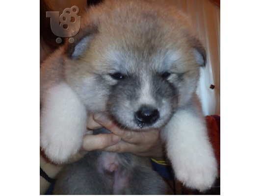 Καθαρόαιμα κουτάβια Akita inu