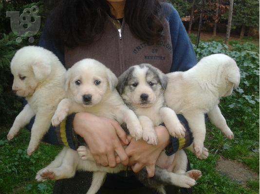 ΠΟΙΜΕΝΙΚΑ Κ.ΑΣΙΑΣ