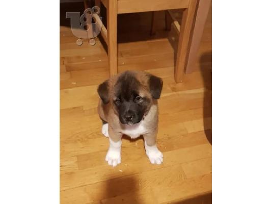 Japanska Akita.