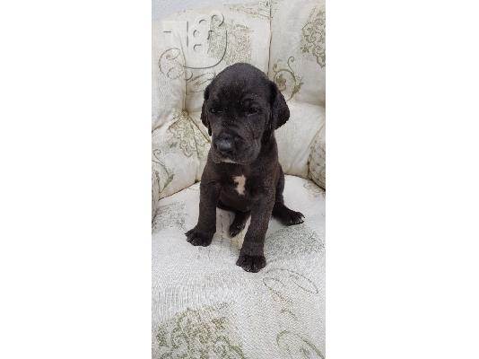 PoulaTo: κουτάβια Great Dane