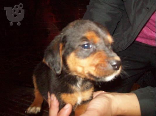 Κουταβακια χαριζονται