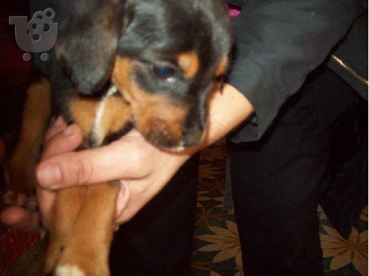 Κουταβακια χαριζονται