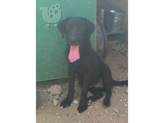 Κουταβος ημιαιμος Λαμπραντορ χαριζεται