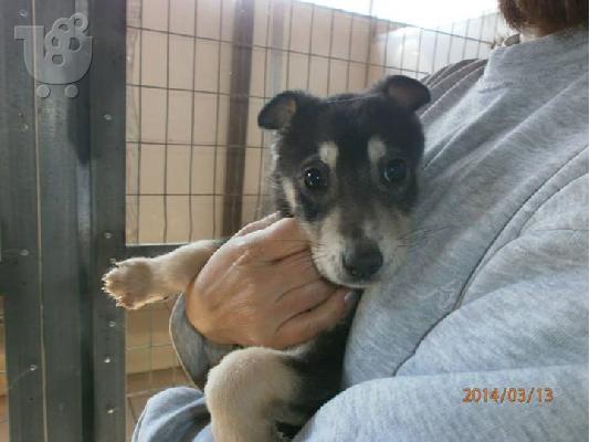 PoulaTo: Κουταβακι χαριζεται