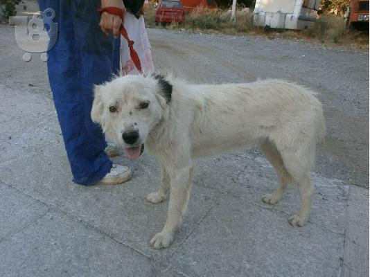 PoulaTo: Κουκλα ημιαιμη τσοπανα χαριζεται