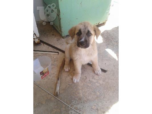 Η μικρη Πατουσα ψαχνει σπιτακι