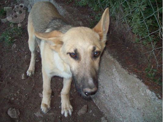 PoulaTo: Ξανθο νεαρο σκυλακι χαριζεται