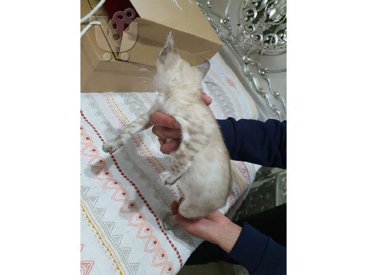 ***Snow Lynx Bengal One Boy, Two Girls, Ready Now***