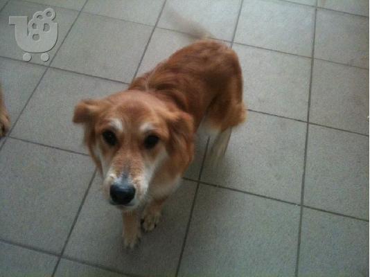 Σκυλιτσα συντροφιας χαριζεται