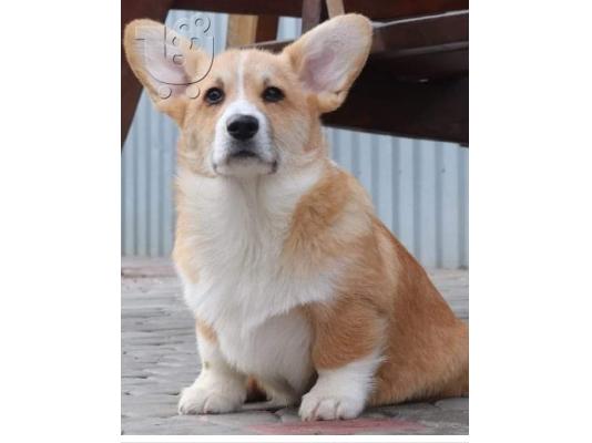 PoulaTo: Pembroke Welsh Corgi