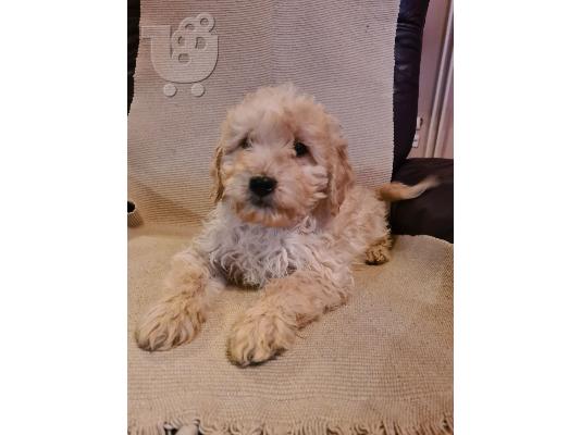 Goldendoodle κουτάβια